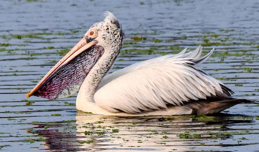 Spot-billed pelican facts, distribution & population | BioDB - MentalHealthSEO Step-by-Step Production I